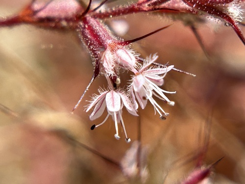 Indian Valley spinycape (Aristocapsa insignis)