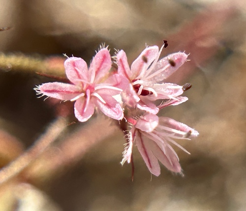 Indian Valley spinycape (Aristocapsa insignis)