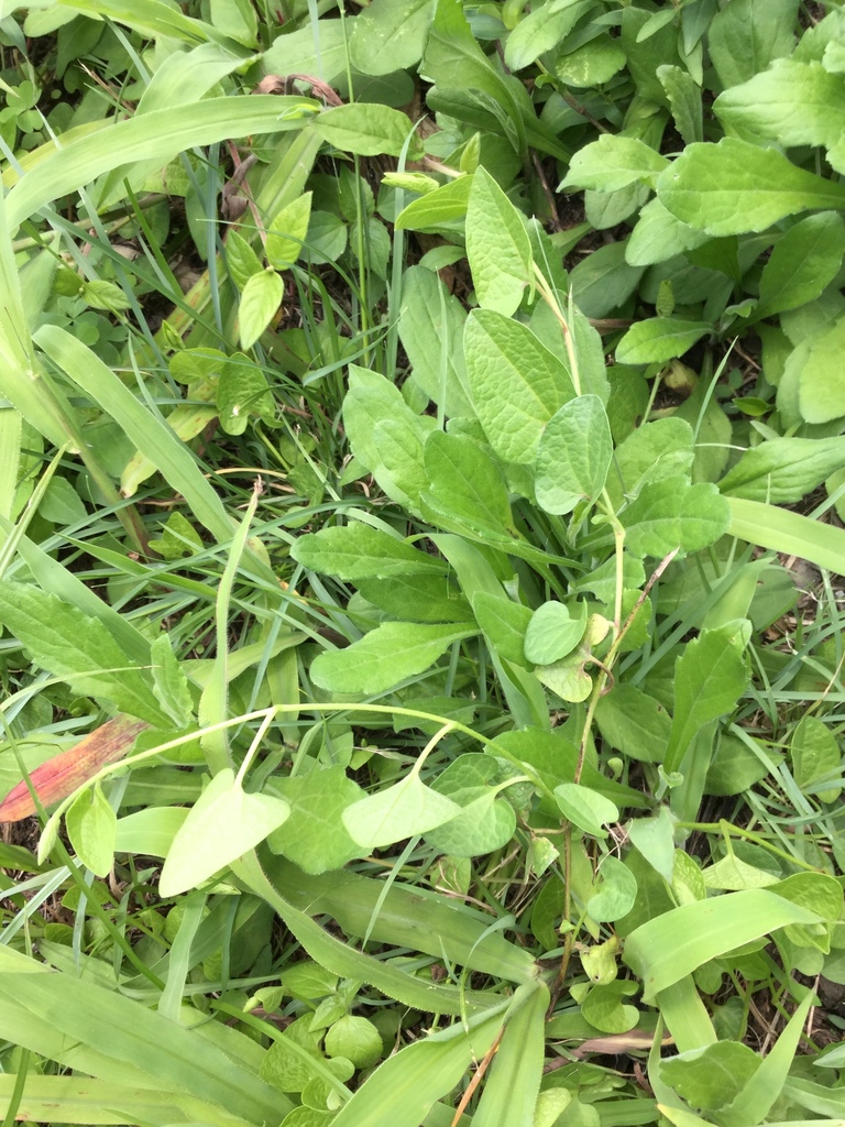 Aristolochia brevipes (Aristolochia brevipes)