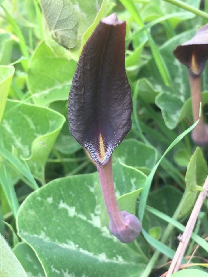 Aristolochia bridgesii (Aristolochia bridgesii)