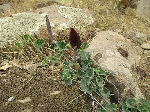 Aristolochia bridgesii: Aristolochia bridgesii