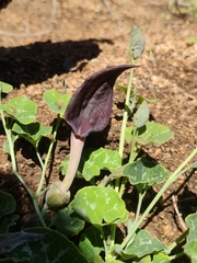 Aristolochia bridgesii (Aristolochia bridgesii)