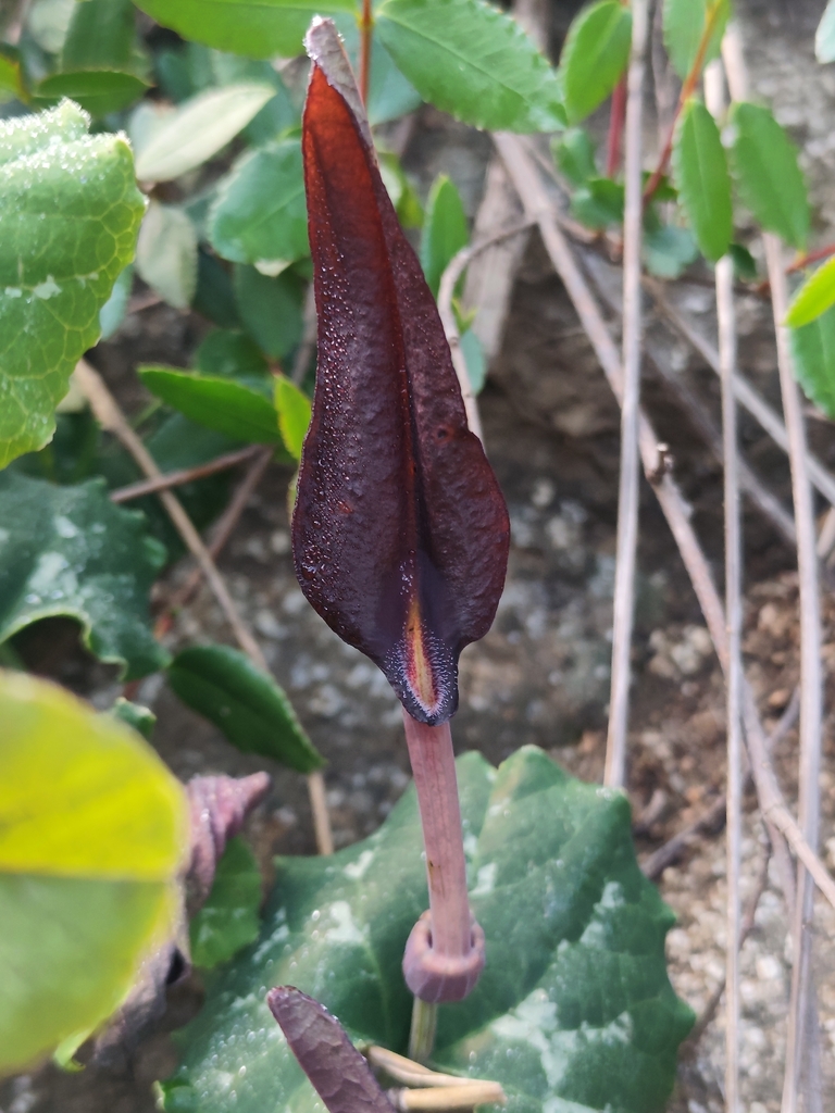 Aristolochia bridgesii (Aristolochia bridgesii)