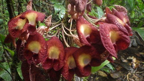 Aristolochia bukuti (Aristolochia bukuti)