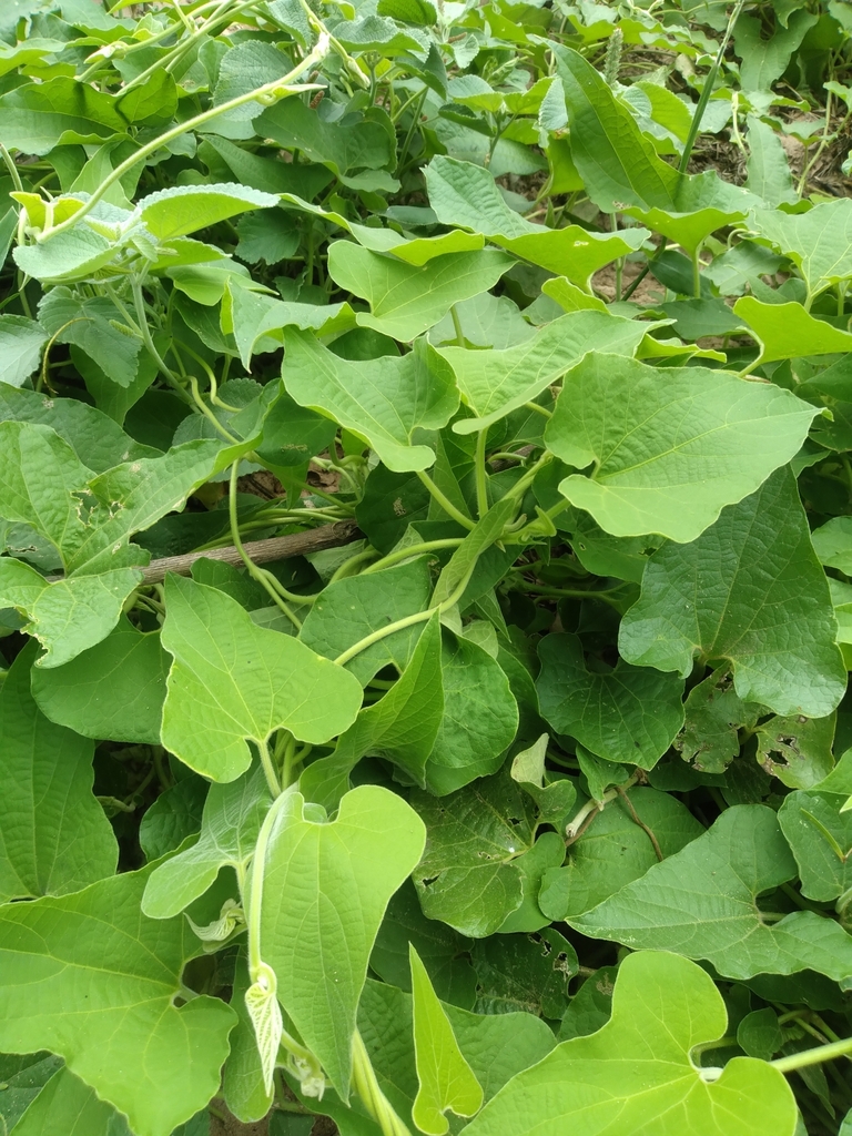 Aristolochia burelae (Aristolochia burelae)