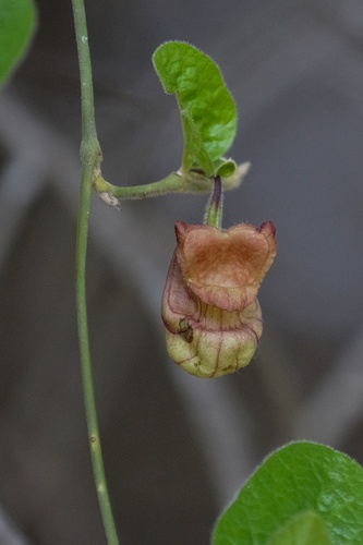 California dutchman's pipe (Aristolochia californica)