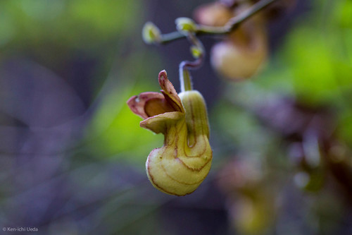 California dutchman's pipe (Aristolochia californica)