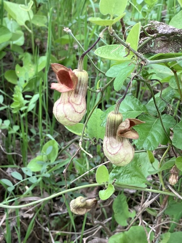 California dutchman's pipe (Aristolochia californica)
