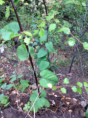 California dutchman's pipe (Aristolochia californica)