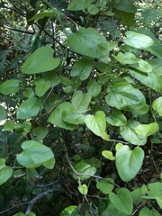 California dutchman's pipe (Aristolochia californica)