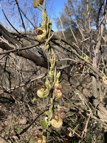 California dutchman's pipe (Aristolochia californica)