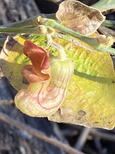 California dutchman's pipe (Aristolochia californica)