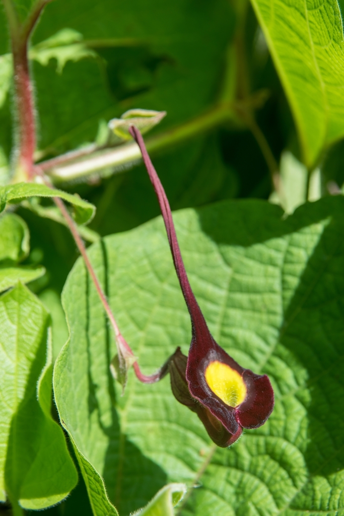 Aristolochia cardiantha (Aristolochia cardiantha)