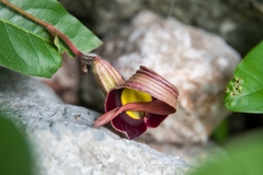 Aristolochia cardiantha (Aristolochia cardiantha)