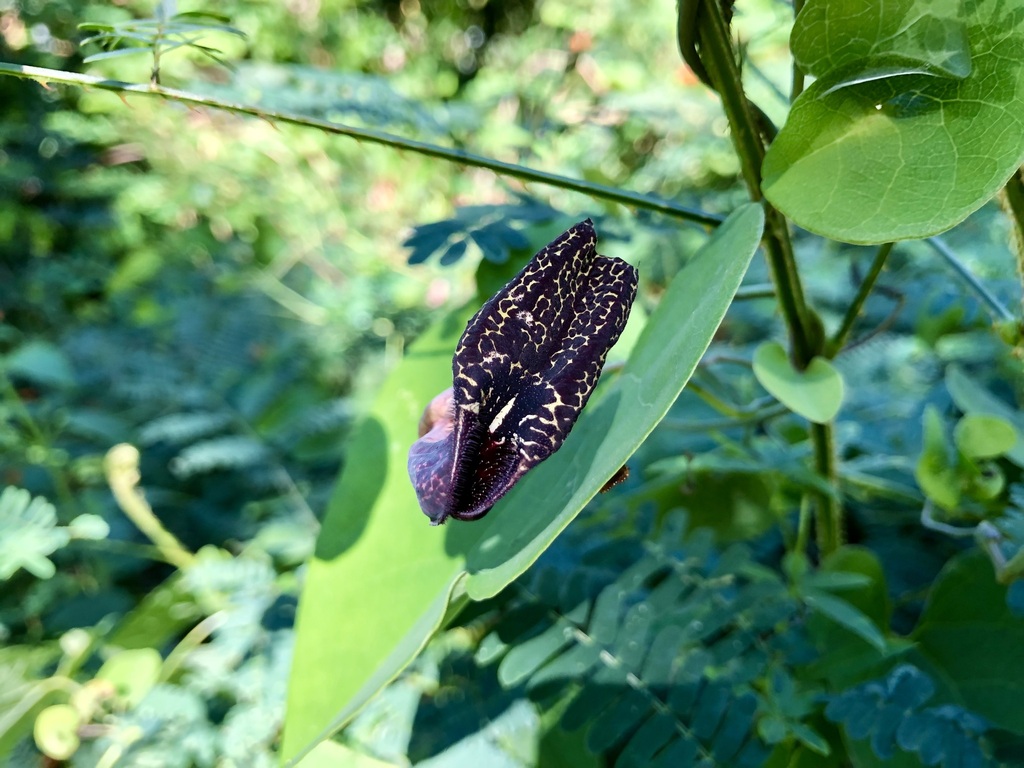 Aristolochia carterae (Aristolochia carterae)