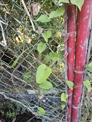 Aristolochia carterae (Aristolochia carterae)