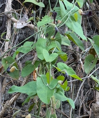 Aristolochia carterae (Aristolochia carterae)