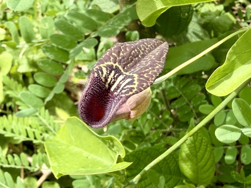 Aristolochia carterae (Aristolochia carterae)