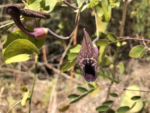 Aristolochia carterae (Aristolochia carterae)
