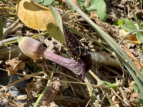 Aristolochia carterae (Aristolochia carterae)
