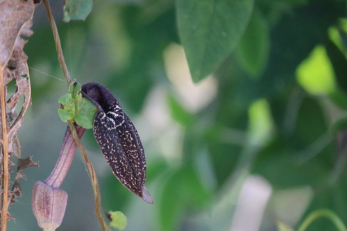 Aristolochia carterae (Aristolochia carterae)