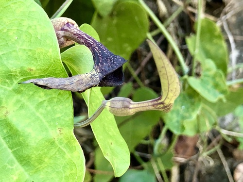 Aristolochia carterae (Aristolochia carterae)