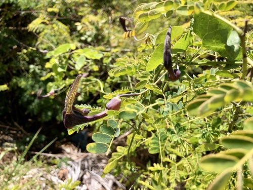 Aristolochia carterae (Aristolochia carterae)