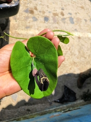 Aristolochia carterae (Aristolochia carterae)