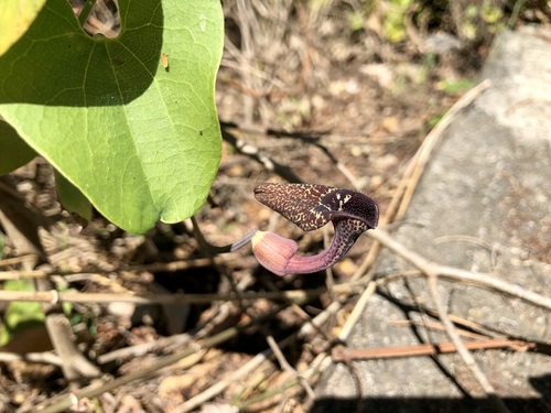 Aristolochia carterae (Aristolochia carterae)