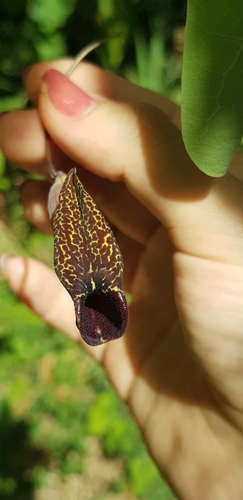 Aristolochia carterae (Aristolochia carterae)