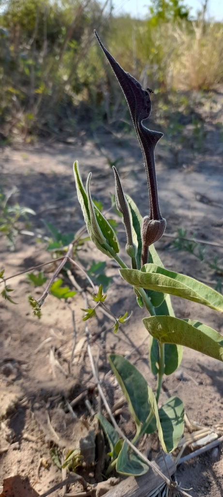 Aristolochia ceresensis (Aristolochia ceresensis)