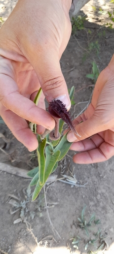 Aristolochia ceresensis (Aristolochia ceresensis)