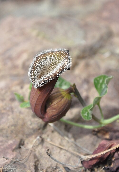 Aristolochia chilensis: Aristolochia chilensis (Fox ears) Cuesta Las Chilcas, Región Metropolitana, Chile