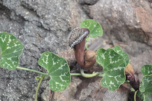 Aristolochia chilensis: Aristolochia chilensis (Fox ears) Cuesta Las Chilcas, Región Metropolitana, Chile