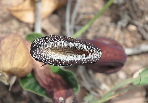 Aristolochia chilensis: Aristolochia chilensis (Fox ears) Cuesta Las Chilcas, Región Metropolitana, Chile