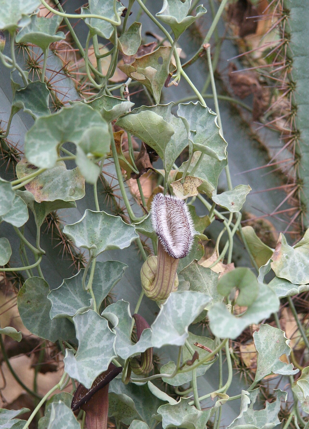 Aristolochia chilensis: Aristolochia chilensis im Botanischen Garten Dresden