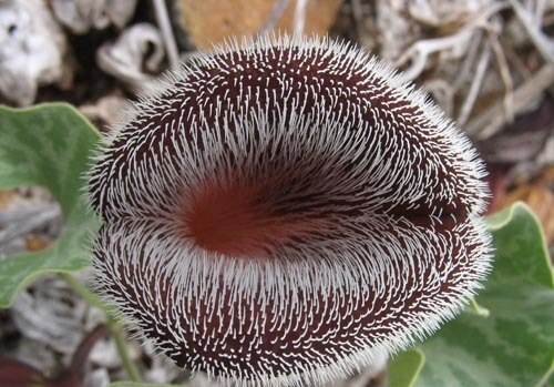 Aristolochia chilensis: Aristolochia chilensis