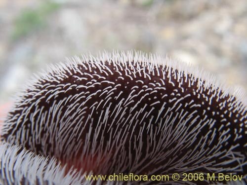 Aristolochia chilensis: Aristolochia chilensis