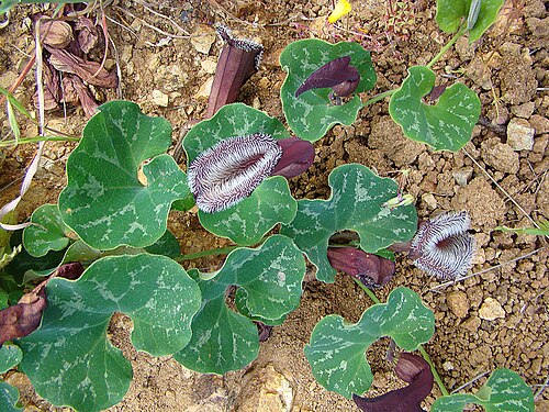 Aristolochia chilensis: The foul smelling Oreja del Zorro vine. Traps, but does not consume, insects. In context at www.dixpix.ca/sth_cordillera/flora/misc_herb/index.html