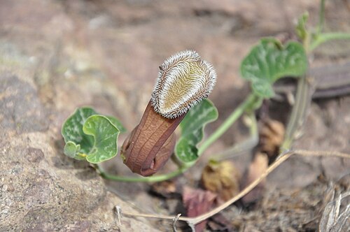 Aristolochia chilensis: Aristolochia chilensis (Fox ears) Cuesta Las Chilcas, Región Metropolitana, Chile