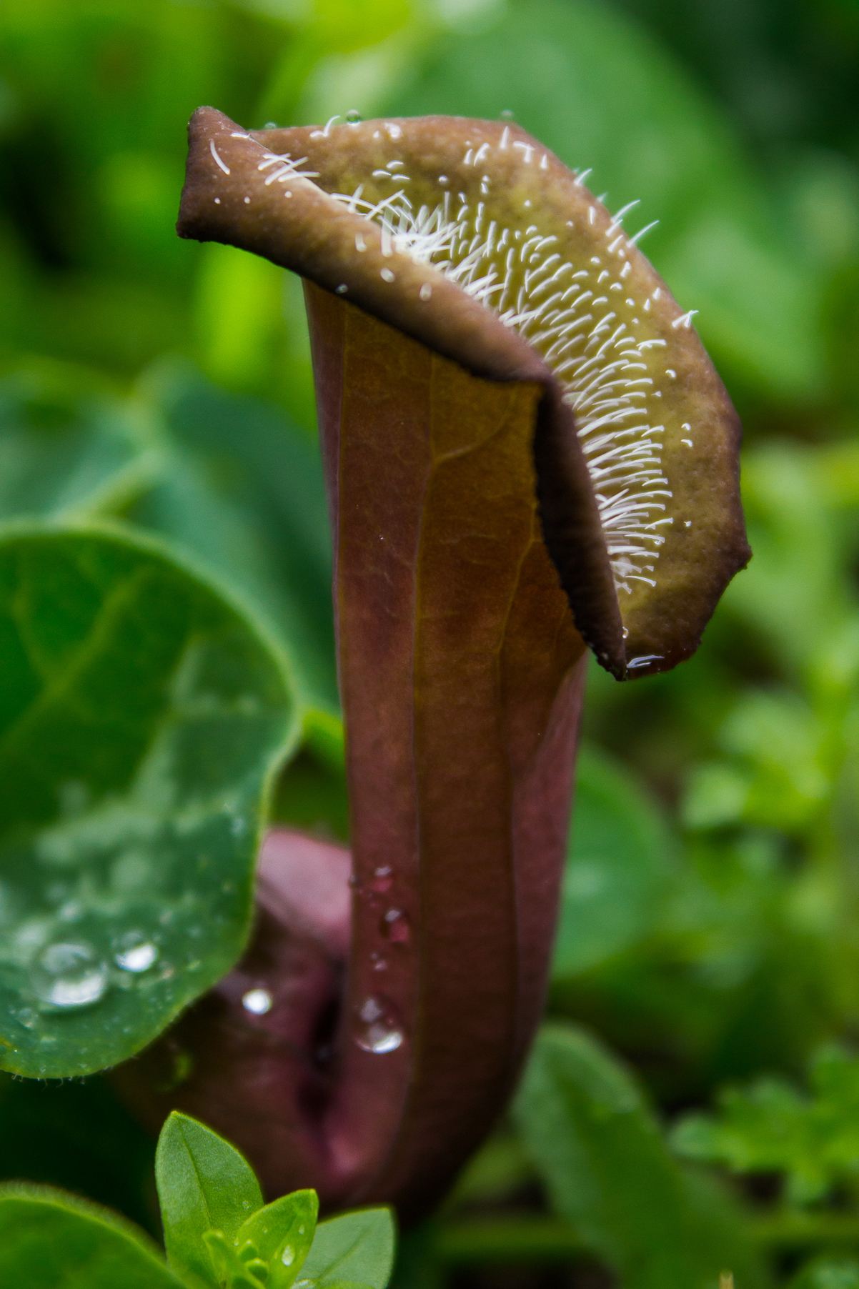 Aristolochia chilensis: Oreja de Zorro en el Parque natural Gómez Carreño