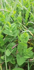 Aristolochia clusii (Aristolochia clusii)
