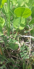 Aristolochia clusii (Aristolochia clusii)