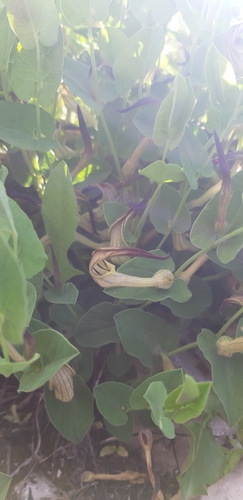 Aristolochia clusii (Aristolochia clusii)