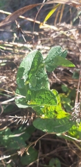 Aristolochia clusii (Aristolochia clusii)