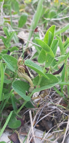 Aristolochia clusii (Aristolochia clusii)