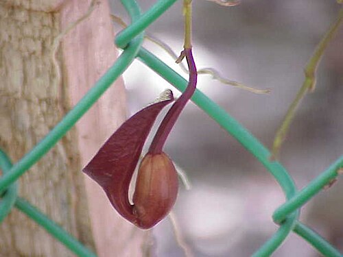 Aristolochia constricta: Species : Aristolochia maxima Family : Aristolochiaceae Image No. 4
