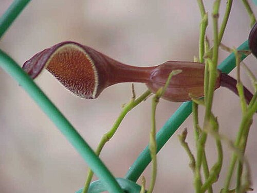 Aristolochia constricta: Species : Aristolochia maxima Family : Aristolochiaceae Image No. 5