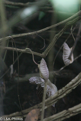 Aristolochia cordiflora (Aristolochia cordiflora)