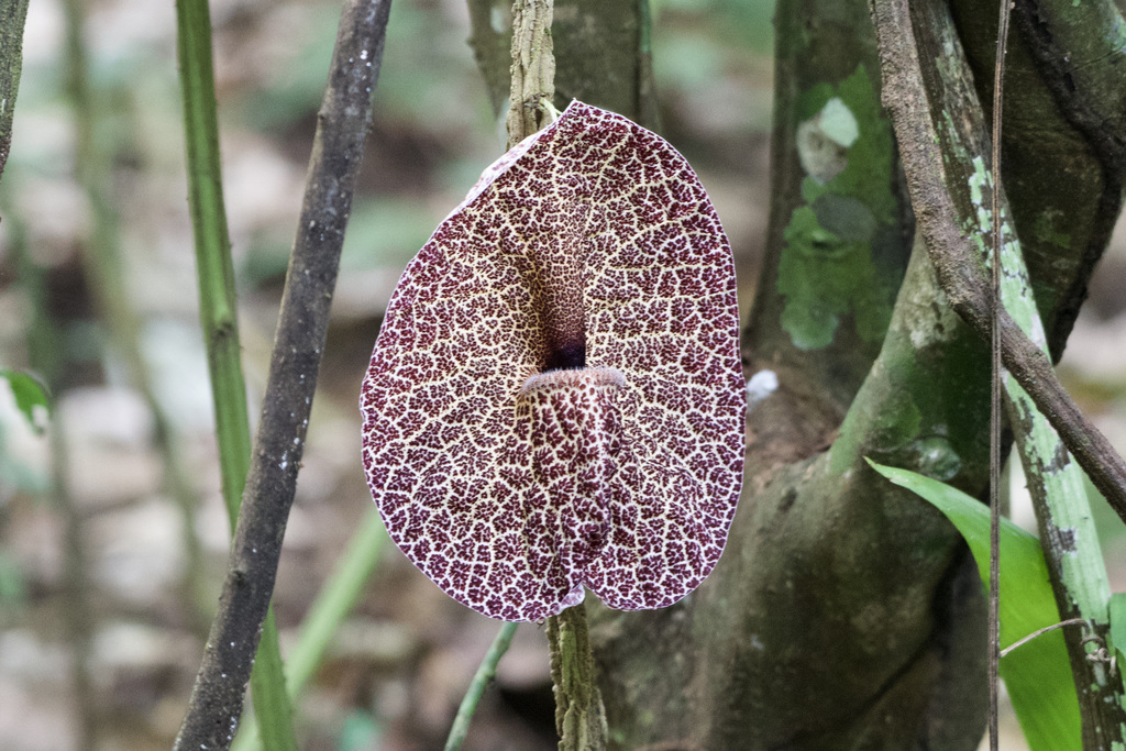 Aristolochia cordiflora (Aristolochia cordiflora)